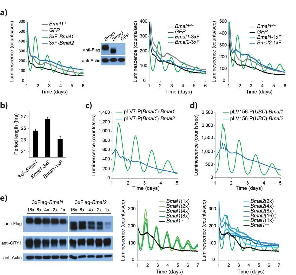 Supplementary Figure 1 Validation of genetic complementation assay in Bmal1 / Per2 Luc fibroblasts. (a) Only Bmal1, not Bmal2, rescues circadian rhythms from cells.