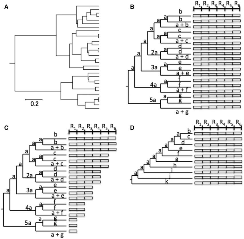 Yoshida and Nei. doi:10.1093/molbev/msw042 FIG. 1. Model trees used for computer simulations. (A) Thirty-sequence tree was generated by using the branching process.