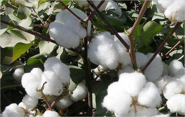 COTTON KEY INPUTS Cotton and potato are the most pesticide hungry crops grown in the country.