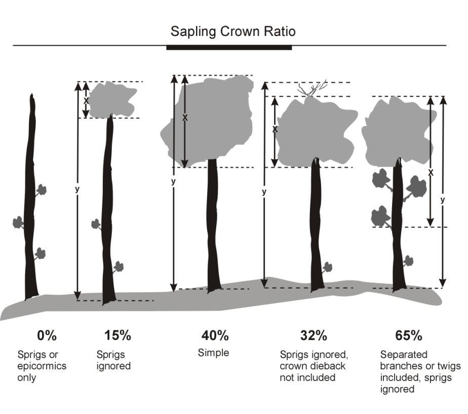Trees Figure 23-5. Sapling UNCOMPACTED LIVE CROWN RATIO determination examples.