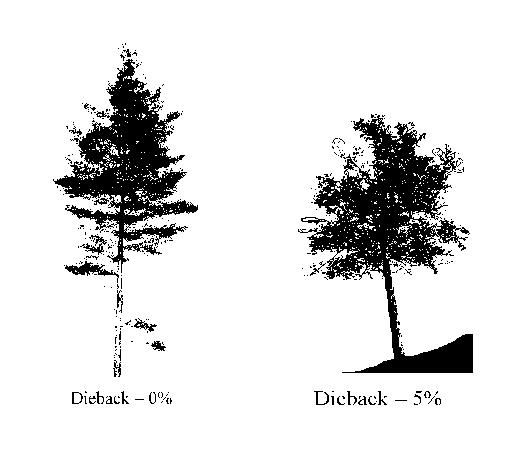 Figure 23-14. Dieback outline and rating examples. When collected: All live trees > 5.