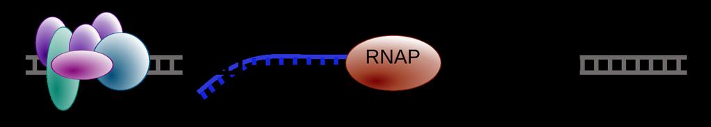 CONCEPT: OVERVIEW OF TRANSCRIPTION Transcription is the process of using DNA as a template to RNA RNA polymerase is the enzyme that transcribes DNA - There