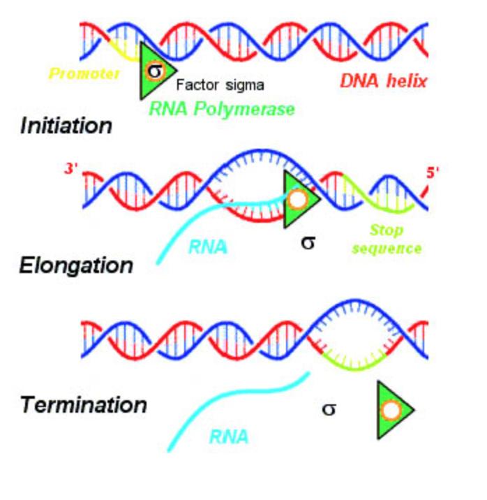 Polycistronic mrna is when a group of genes are transcribed into RNA in a strand - A single terminator is