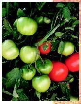 Selective Breeding Induced nondisjunction Define hybridization. Explain how hybridization has been used in agriculture, listing a number of desirable traits and tomatoes as an example.