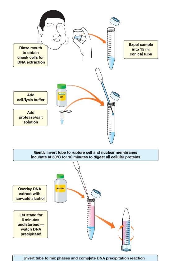 Define genetic engineering. Define DNA extraction. What are possible sources for DNA extraction? Refer to the diagram to understand how DNA is extracted.