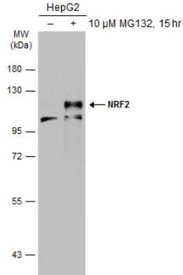 NBP1-32822 Nrf2 Antibody Product Information Unit Size Concentration Storage Clonality 0.1 ml Concentrations vary lot to lot. See vial label for concentration.