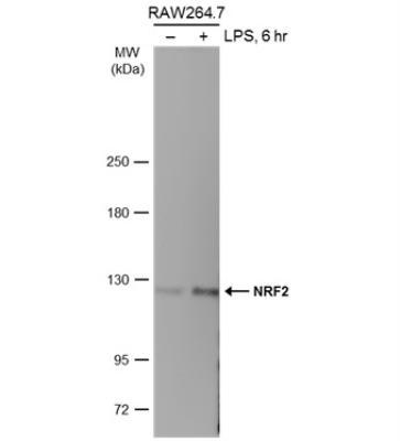 1 Updated 2/17/2019 Immunocytochemistry/Immunofluorescence: Nrf2 Antibody [NBP1-32822] - HeLa cells were fixed in 4% paraformaldehyde at RT for 15