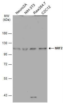 Western Blot: Nrf2 Antibody [NBP1-32822] - Various whole cell extracts (30 ug) were separated by 7.