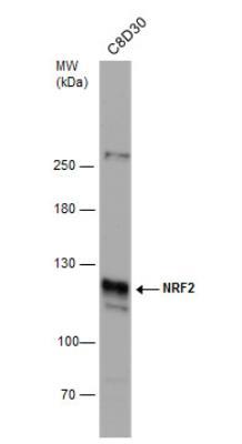 Western Blot: Nrf2 Antibody [NBP1-32822] - Whole cell extract (30 ug) was separated by 5% SDS-PAGE, and the membrane was