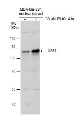 1 Updated 2/17/2019 Western Blot: Nrf2 Antibody [NBP1-32822] - Untreated (-) and treated (+) MDA-MB-231 nuclear extracts (30