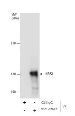 is based on the publication: PMID: 22703241 Immunoprecipitation: Nrf2 Antibody [NBP1-32822] - Immunoprecipitation of NRF2