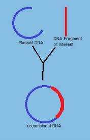 What is Recombinant DNA? Combining DNA from different sources. Steps 1. DNA is removed from one source 2.
