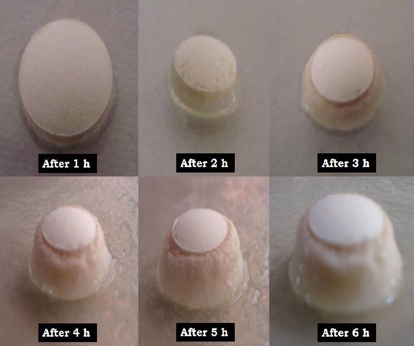 143 7.4 Invitro swelling studies The swelling index of tablets was determined by gravimetry 17. The swelling rate of the bioadhesive tablet was evaluated by using 1% agar gel plate.
