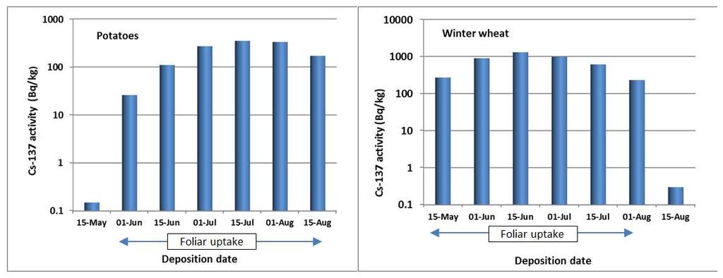 Comparison of activities in potatoes and wheat following different dates of deposition Potatoes Winter wheat Foliar uptake Foliar uptake Root uptake Root uptake Starting point of the
