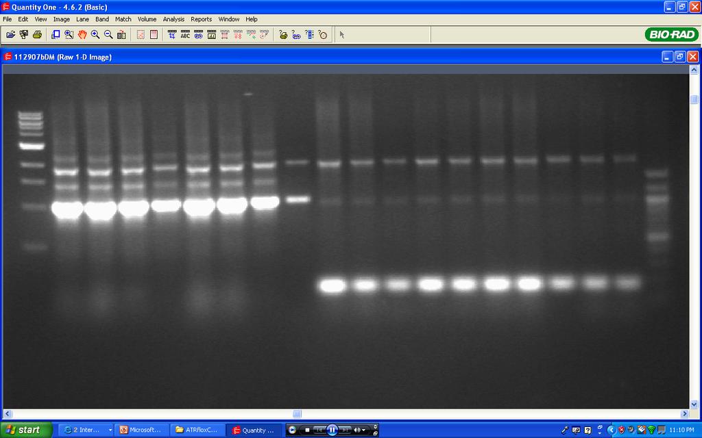 flox/- + K2589E + AdCre flox/- + WT + AdCre NeoExon2 Flox Exon2 Figure S6. Genotype of colonies from flox/- cell lines.
