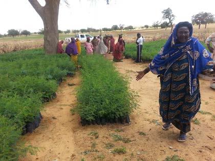 Box 7: Improving women s access to agricultural extension and services in Niger Women s role in agricultural production in rural West Africa is significant.