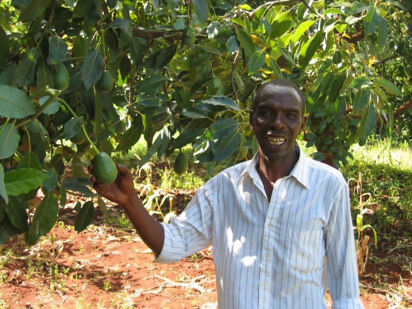 MARKET ACTOR SMALLHOLDER FARMER Peter Kariuki: 140 avocado trees 2002 1,000 grade 1 pieces sold at Kshs 1.