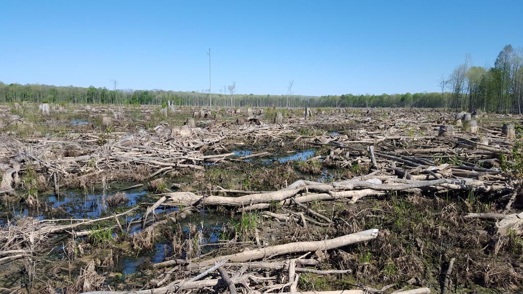 Reality: Hardwood forests are being cut for biomass.
