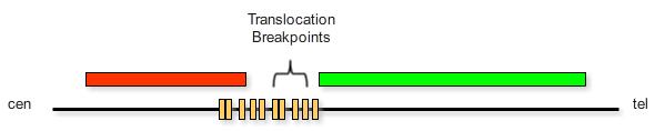 Dual color, break-apart FISH probes NORMAL TRANSLOCATION Break-apart Probes Different colored probes that hybridize to sequences flanking both sides of breakpoint region Use: Predominantly for