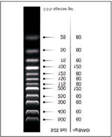 PANLadder IV is a ready-to-use molecular weight marker, especially designed for easy quantification and size determination.