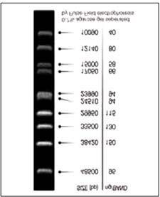 Molecular Weight Markers PANLadder VI Features 10 bands from 10,090 bp - 48,500 bp Accurate quantitation Easy identification and orientation Ready-to-use format For pulse-field electrophoresis only