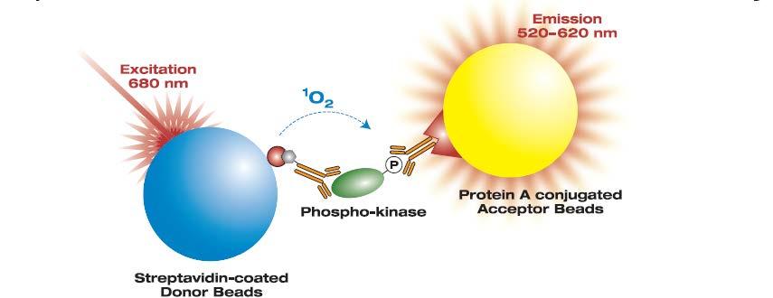 General Information on the AlphaScreen SureFire IκBα Total assay The AlphaScreen SureFire IκBα Total assay is used to measure endogenous IκBα in cellular lysates.
