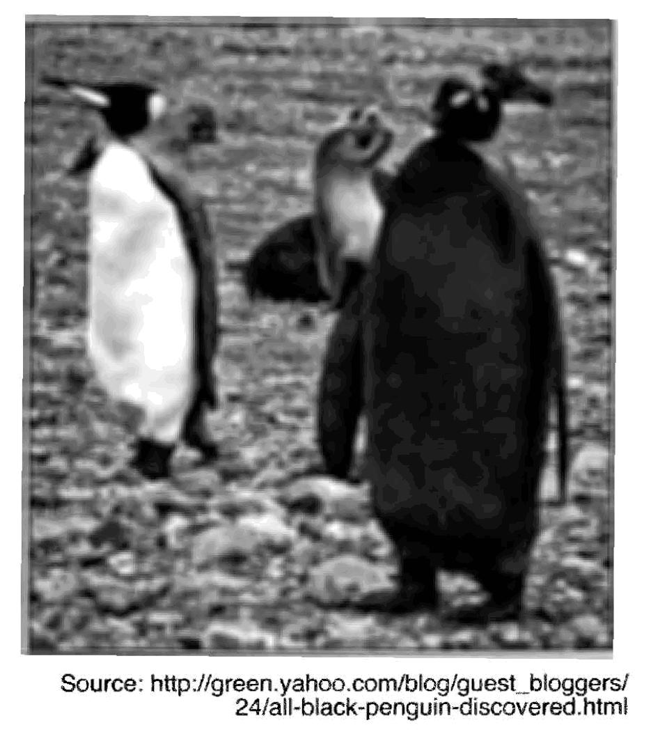 20. The photograph below shows two penguins of the same species displaying different feather color patterns. 21.