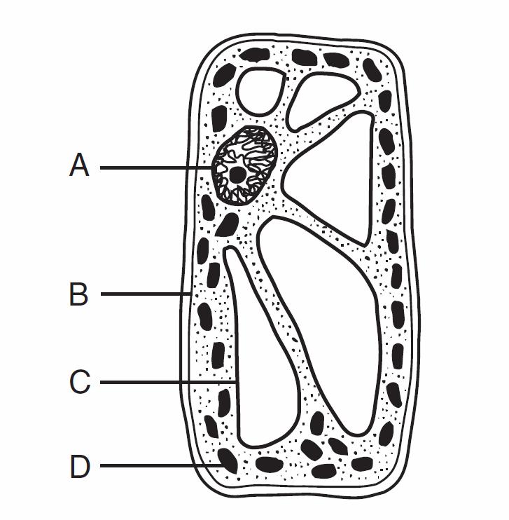 30. The diagram below represents a cell of a green plant.