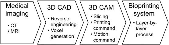 GRADUAL EVOLUTION Figure 4: Computer-aided design and manufacturing (CAD/CAM) process for bioprinting technology to fabricate biomimetic-shaped tissue or organ.