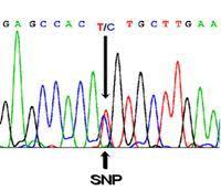 DNA markers DNA marker: Specific fragment of DNA Found at a specific locus Each individual has two copies (alleles) Different alleles results in variation DNA mutations = variation Polymorphic loci =