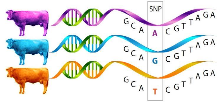 parentage, forensic work SNP (Single nucleotide polymorphism) Variation in single base pair at a