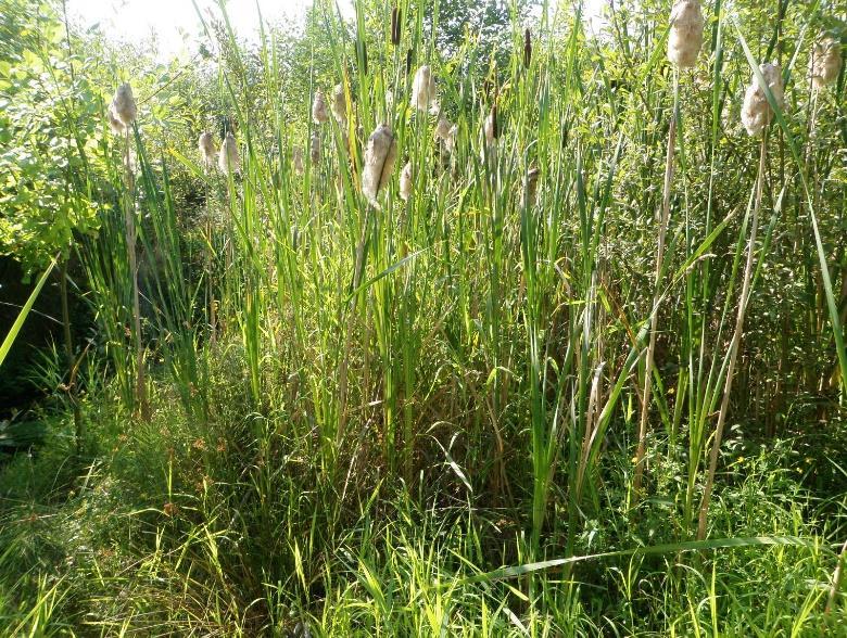 Density in the PSS/PFO (August 2018) Results for Performance Standard 3 and 10 (50% cover emergent native wetland vegetation in the streamside planting area): Cover of emergent wetland vegetation is