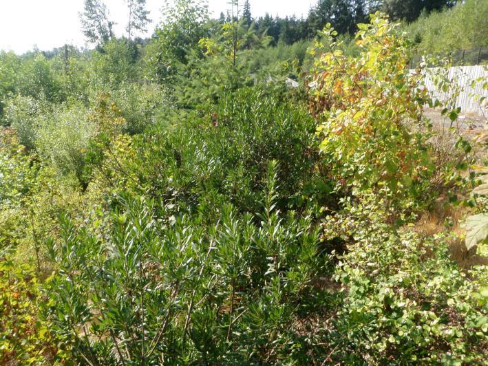 Results for Performance Standard 6 (Less than 25% cover King County non-designate noxious weeds in the rehabilitated wetlands and riparian uplands): Cover of non-designate noxious weeds in the