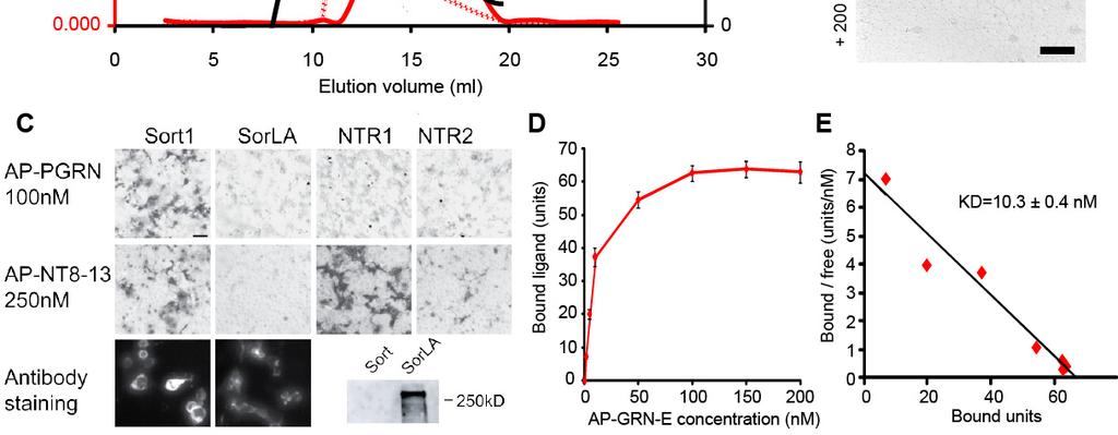 Strittmatter Supplemental Figure S1. PGRN Binding to Sortilin. (A) Size Exclusion Chromatography of recombinant PGRN protein.