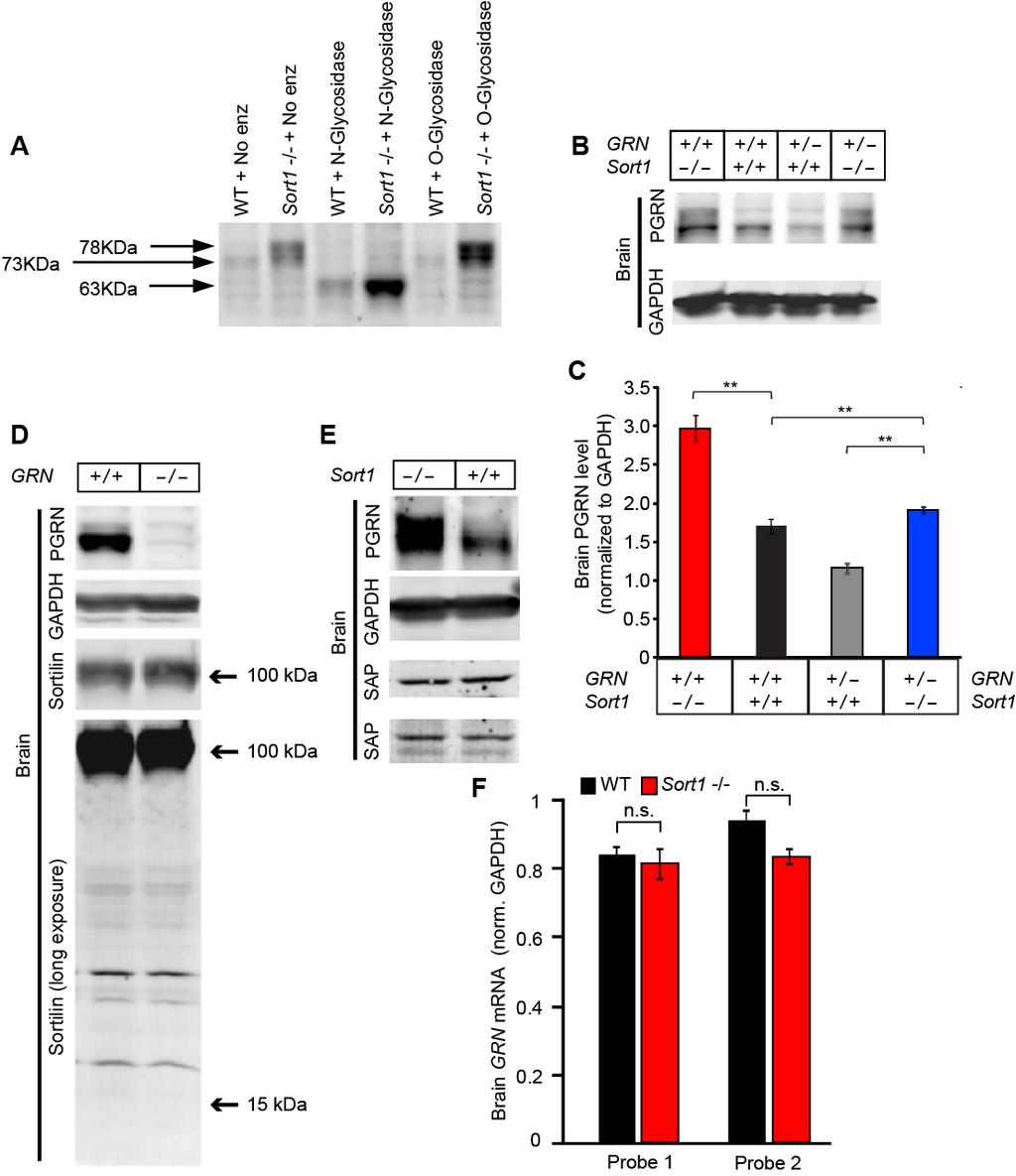 10 Supplemental Figure S6. PGRN Levels in Sortilin and PGRN mutant mice. (A) Glycosylation of PGRN protein in the brain lysate.