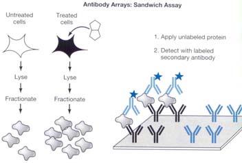 Kinase - substrate interactions etc. 11 Protein arrays cont.