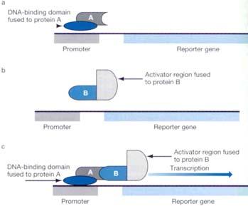 Yeast two-hybrid cont. From Simpson 2002 Bait (i.e. a protein whose interacting proteins are searched) is bound to the DNA-binding domain of a reporter gene.