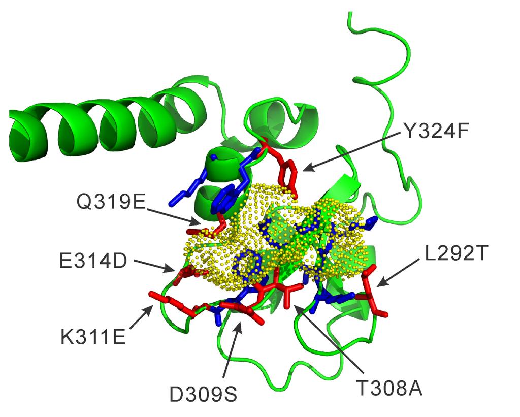 Figure S3. Binding pocket of DI-XIAP with Smac peptide.