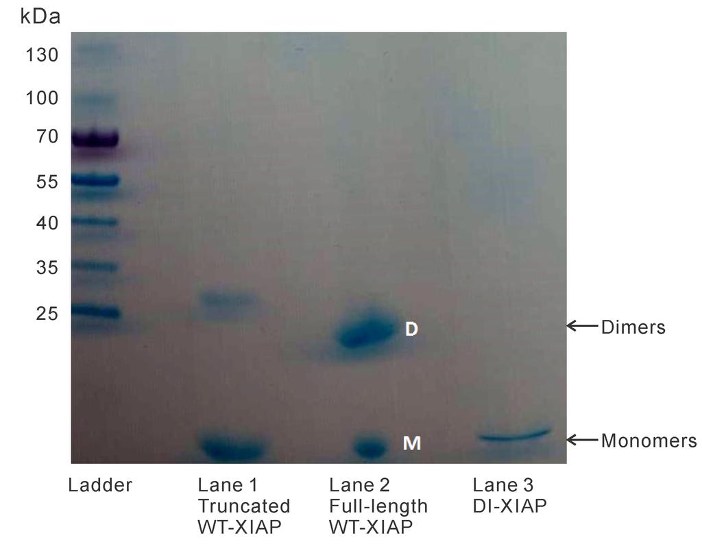 Figure S7. SDS-PAGE gel analysis of wild type (WT) and designed XIAPs. WT-XIAP and DI- XIAP were prepared via Nickel-NTA affinity purification and subjected to SDS-PAGE.