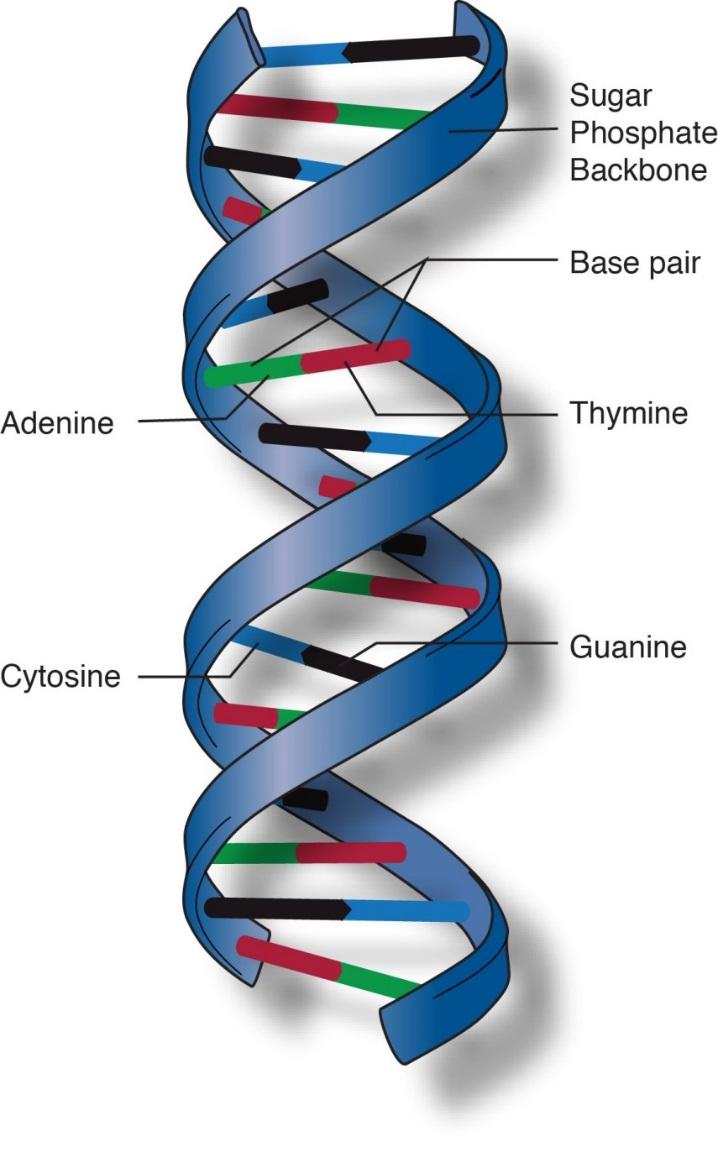 DNA Structure Two antiparallel