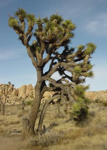 Desert plants are adapted for survival in a dry climate. Joshua trees live in deserts. By nyenyec [CC BY-SA 3.