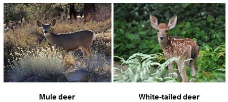 (b) The photographs show a mule deer and a white-tailed deer. Mule deer by Dcrjsr (Own work) [CC-BY-3.