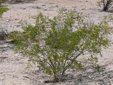 large, bulb-like roots deep in the soil. () (b) Creosote bushes also live in deserts.