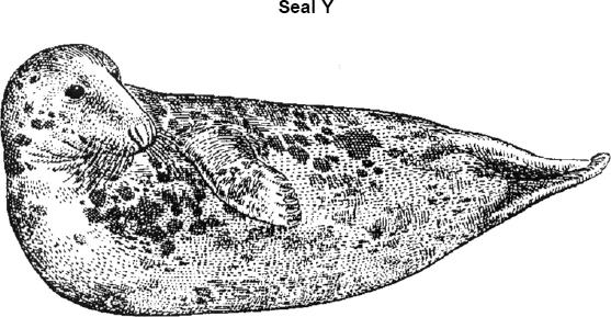 (b) This drawing shows seal Y, drawn to the same scale as seal X.