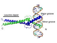 regulatory DNA sequences between 10 and 10,000 nucleotides in length - Regulator