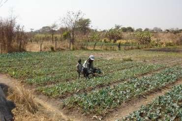Instruments for Linking Agricultural Growth and