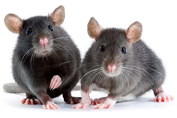 KEEP IT PEST FREE Mice Mice are also a big trigger of