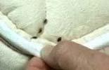 Bed Bugs do not need water