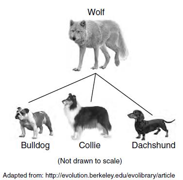 46. The diagram below indicates a few of the many varieties of domestic dogs thought to have originated from wolves that were domesticated thousands of years ago.