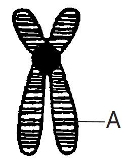 11. Which statement best explains the change shown in the diagram below? 13. The letters in the diagram below represent genes on a particular chromosome.